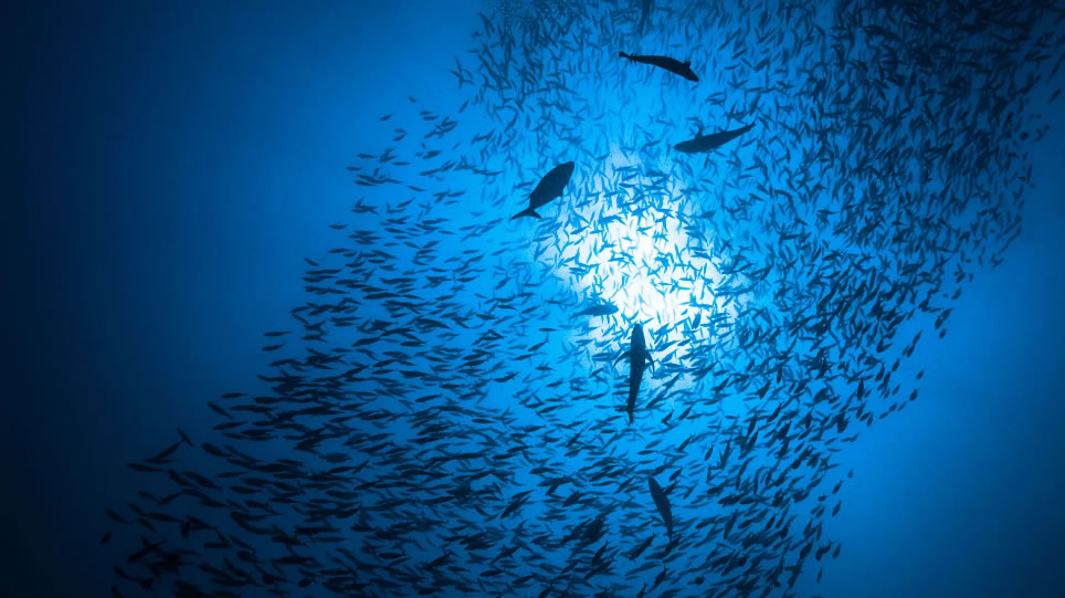 如果气候变化继续有增无减 地球海洋中的生命或将面临大规模灭绝