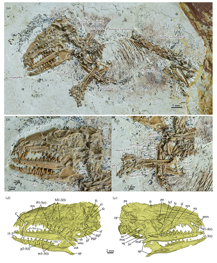 早期真兽类中的骨化麦氏软骨和内耳形态为哺乳动物听觉器官的演化提供重要证据