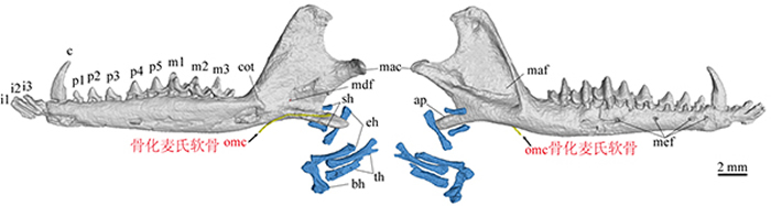 早期真兽类中的骨化麦氏软骨和内耳形态为哺乳动物听觉器官的演化提供重要证据