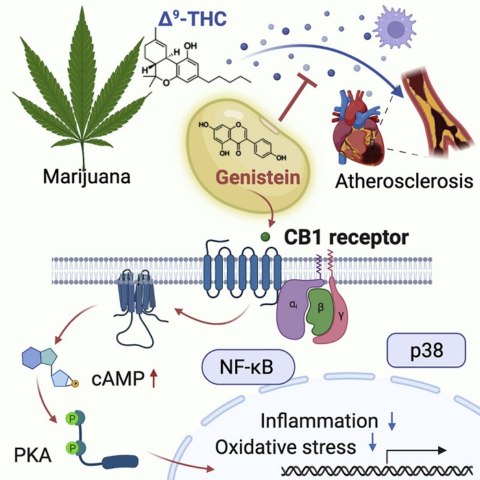斯坦福大学研究人员严厉警告经常吸食大麻与心脏病发作风险的增加存着密切关系
