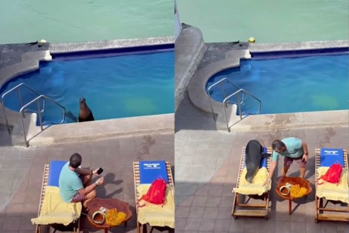 厄瓜多加拉巴哥群岛海狮入侵索利玛酒店 赶走客人晒日光浴