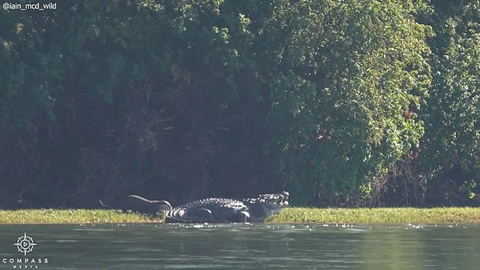 赞比亚卡富埃国家公园鳄鱼被水獭咬住尾巴痛到叫出声
