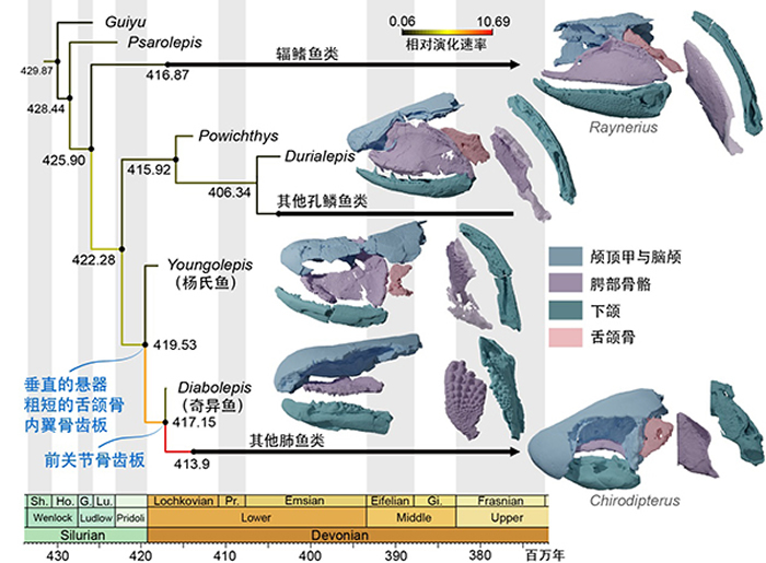 《自然 通讯》：杨氏鱼揭示肺鱼类食壳性起源与快速演化