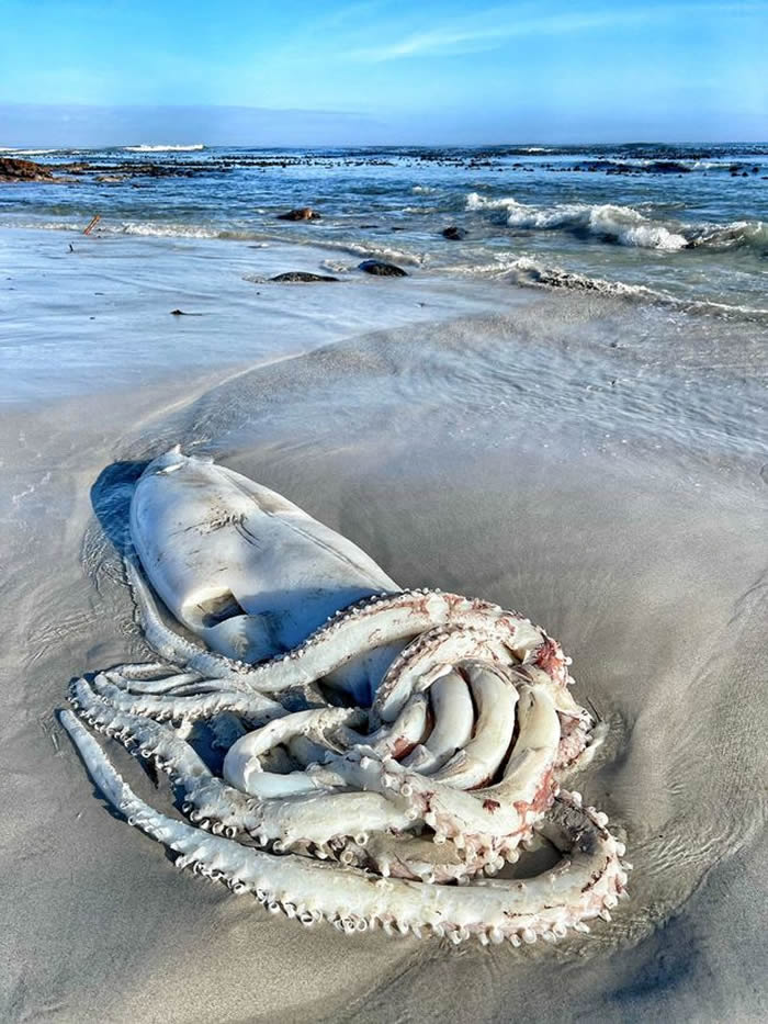 深海巨怪：南非Kommetjie海岸罕见巨型鱿鱼被冲上岸