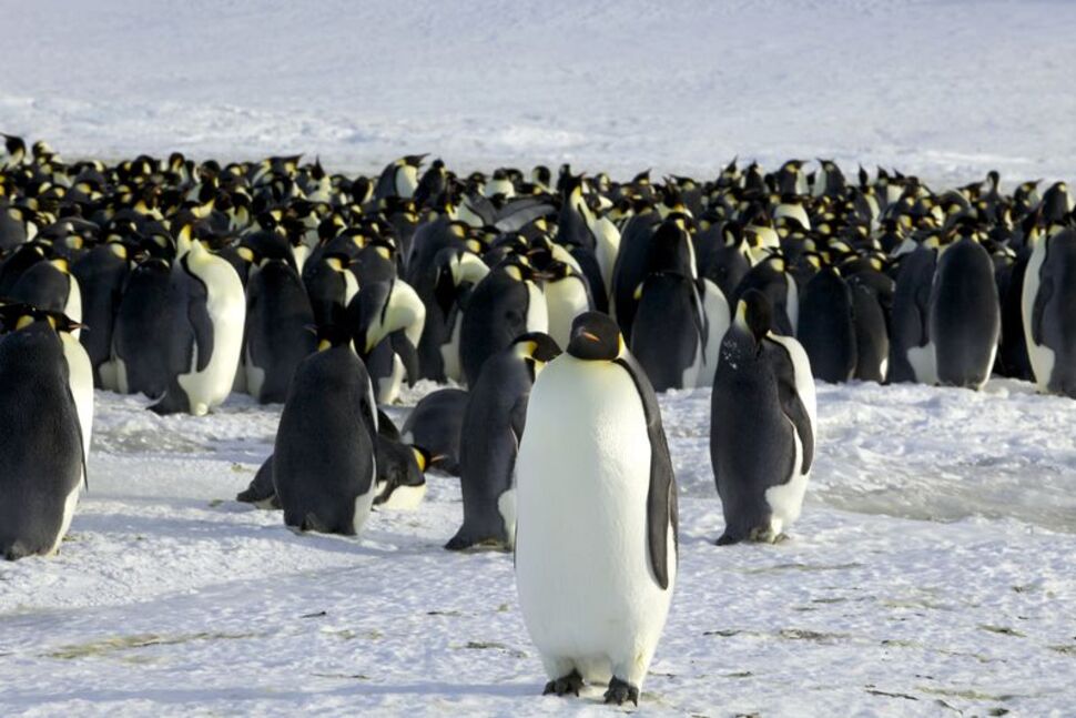 气候变迁：南极洲皇帝企鹅面临在未来30至40年内绝种的严重风险