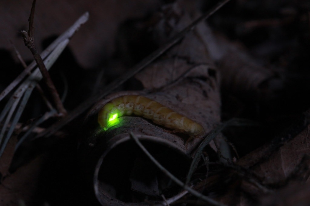 台湾保育两种特有雌光萤 马祖设野生动物保护区