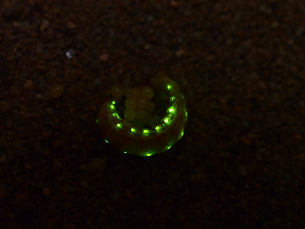 台湾保育两种特有雌光萤 马祖设野生动物保护区