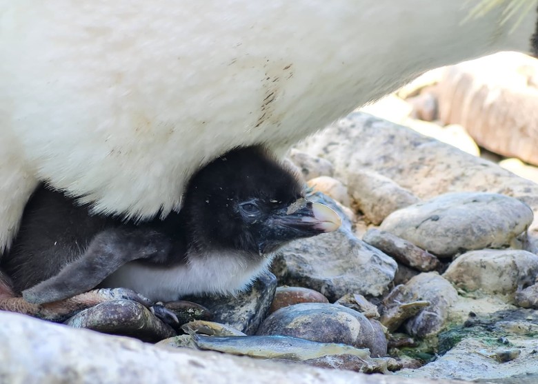 英国苏格兰爱丁堡动物园成功孵化两只濒危的北跳岩企鹅蛋
