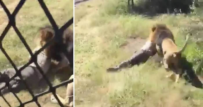 英国籍男子在南非经营狮子保育基地 被大猫当猎物叼走拖入草丛