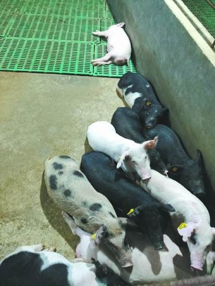 该项研究中的嵌合家系实验猪。陈从英供图