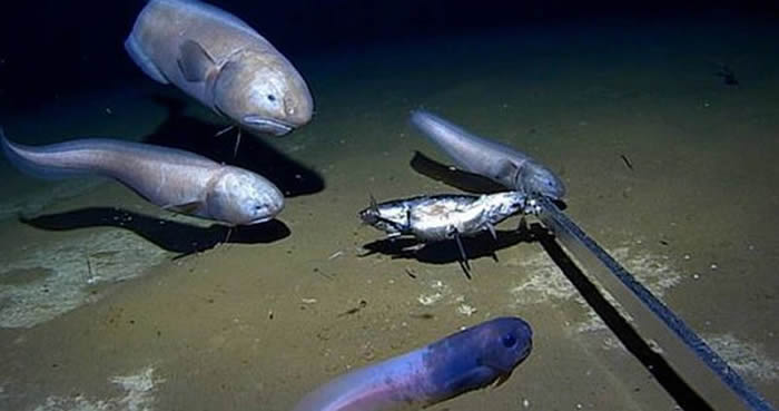 “暗黑果冻鱼”：澳洲西部印度洋深海发现新的深海狮子鱼 出水面就会迅速融化
