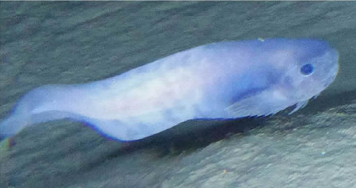 阿塔卡马狮子鱼是「暗黑果冻鱼」的近亲