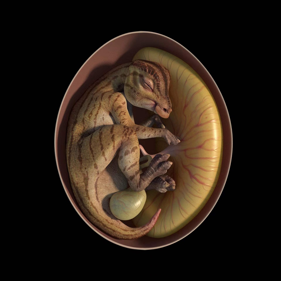 《BMC生态与进化》:中国江西省赣州盆地上白垩统河口组发现最完整的鸭嘴龙类胚胎