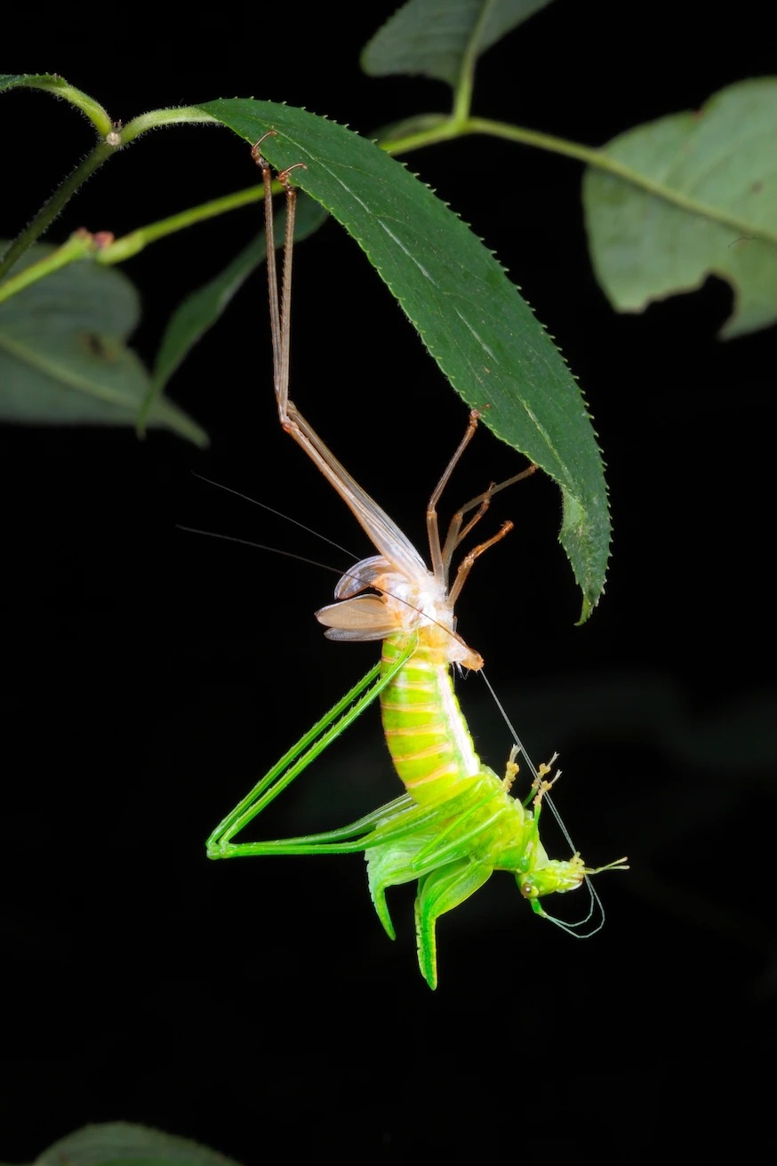 包含斯卡德氏露螽（Scudderia sp.）在内，「蜕皮」是许多昆虫生长必经的一环。 PHOTOGRAPH BY GEORGE GRALL, NAT GEO