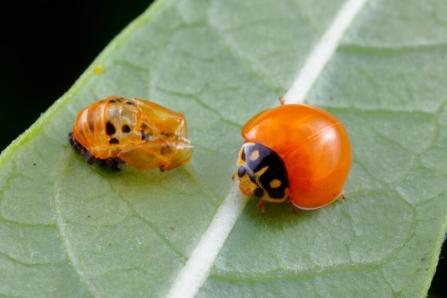 许多昆虫（例如途中橘色的瓢虫）在蜕皮后外骨骼硬化之前，很容易遭到略食者攻击。 PHOTOGRAPH BY GEORGE GRALL, NAT GEO IMAGE