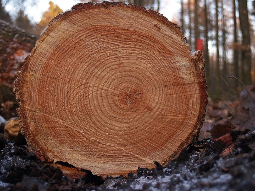 光合作用和树木生长会对不同的气候线索做出不同的反应