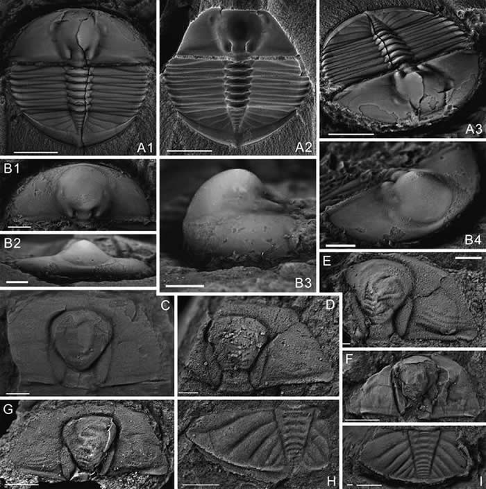 这是在云南省镇雄县发现的奥陶纪末生物大灭绝前的三叶虫化石(魏鑫 供图)