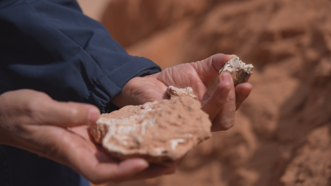 巴彦淖尔又发现恐龙化石 初步判断为禽龙类