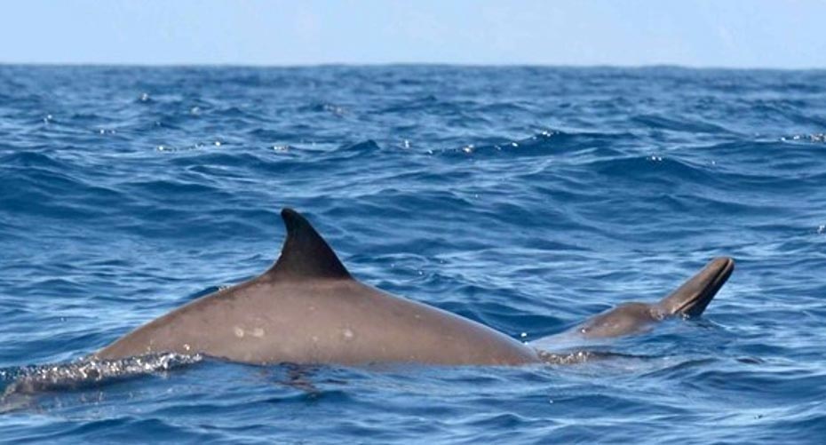 喙鲸异常快速的深海狩猎策略令研究人员惊讶