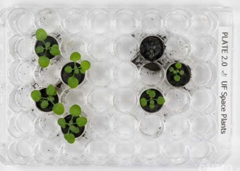 阿拉伯芥种在JSC-1A(左边)与种在月壤(右边)的发育情况有明显分别。