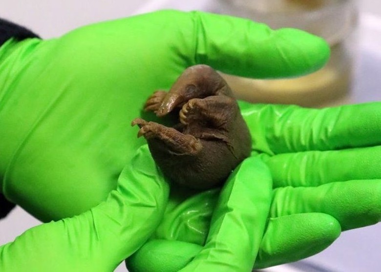 ���Ŵ�ѧ����ѧ����ݷ�����û150��֮�õ�Ѽ���ޱ걾 Ϊ����֧�ֽ����۵���Ҫ֤��