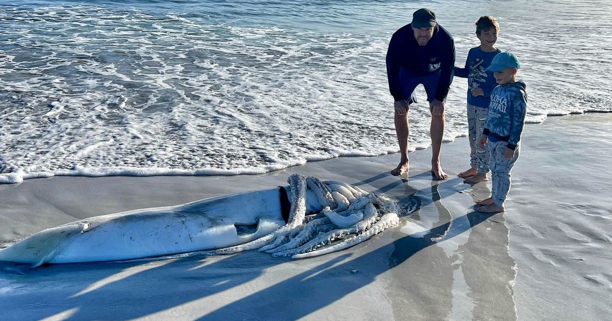 �Ϸ�Kommetjie����һֻ����3.5���ߵĺ����������㱻���ϰ�