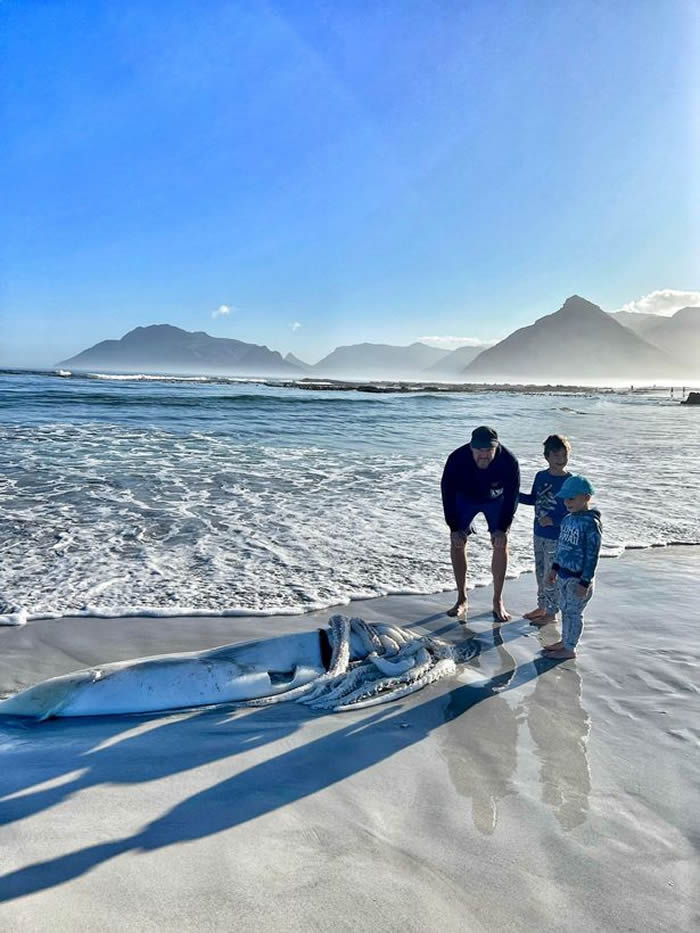 �Ϸ�Kommetjie����һֻ����3.5���ߵĺ����������㱻���ϰ�