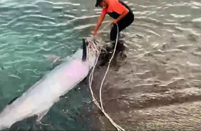 台湾渔民出海作业发现长达2.5米巨无霸旗鱼 剖开鱼肚惊见超大芭蕉旗鱼