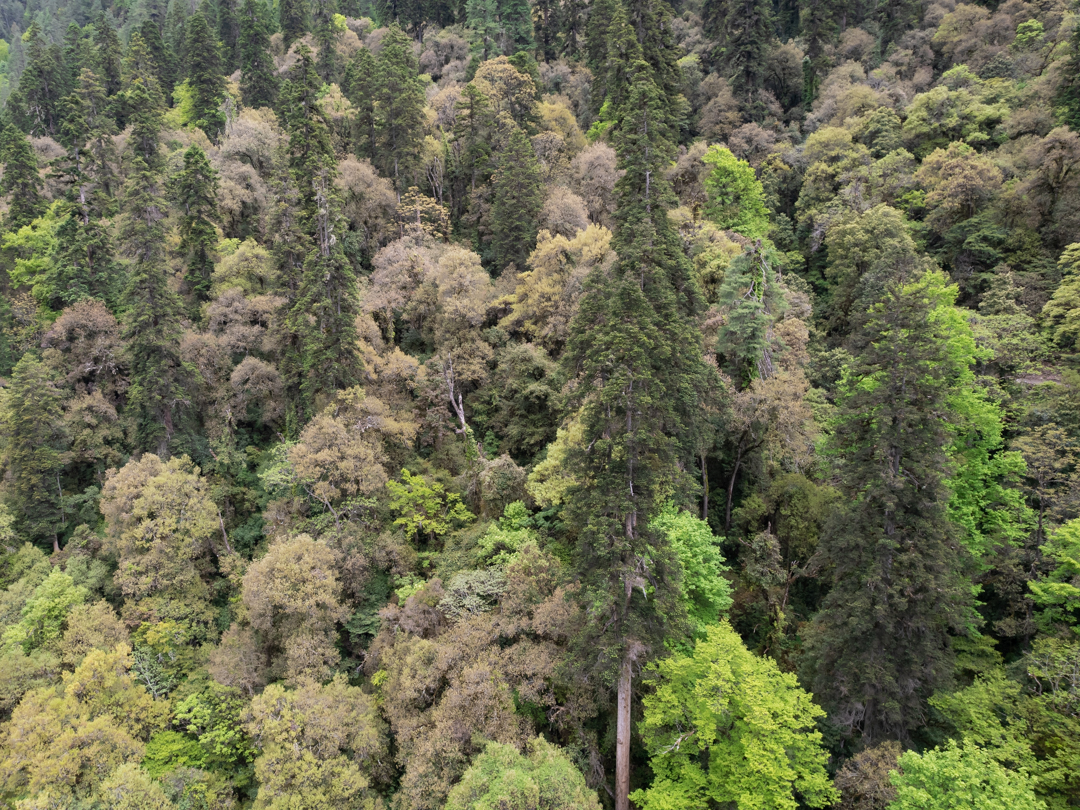 西藏察隅县发现中国最高树木——83.2米的云南黄果冷杉