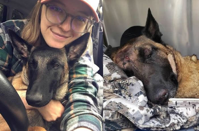 美国加州女子在河边散步时遭美洲狮攻击 忠犬护主被咬成重伤