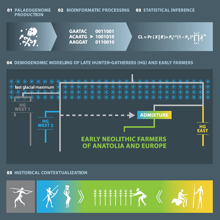 《细胞》杂志:新研究通过古DNA测序揭开更清晰的农民起源