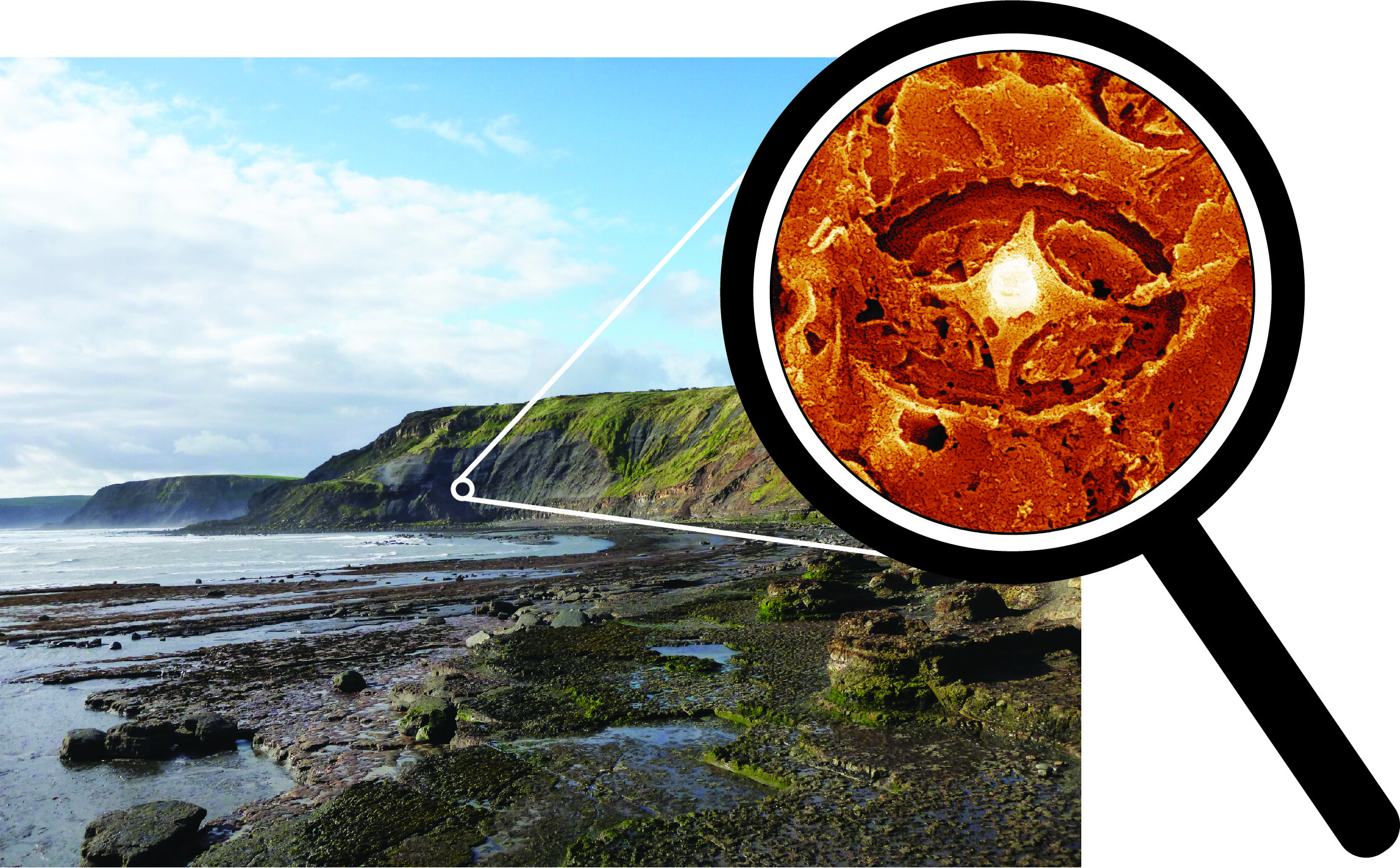 “幽灵”超微化石球石藻首次现身 微型浮游生物比认为的更能承受地球之前的海洋温暖期