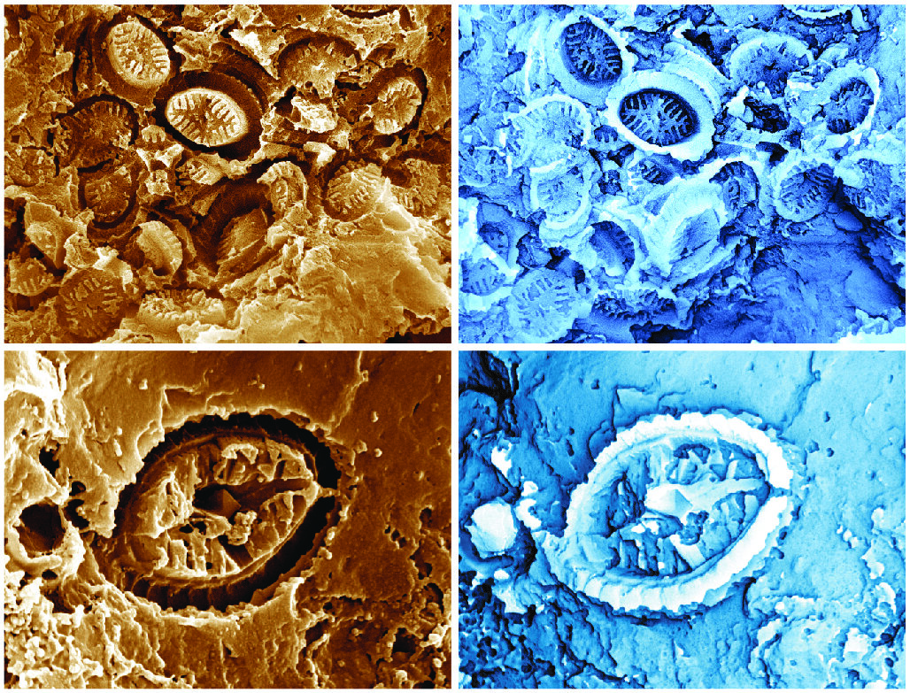 “幽灵”超微化石球石藻首次现身 微型浮游生物比认为的更能承受地球之前的海洋温暖期