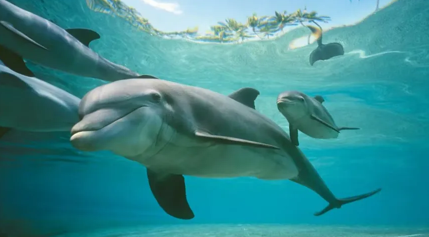 《科学进展》杂志:新研究表明海豚通过品尝尿液来识别同伴的身份