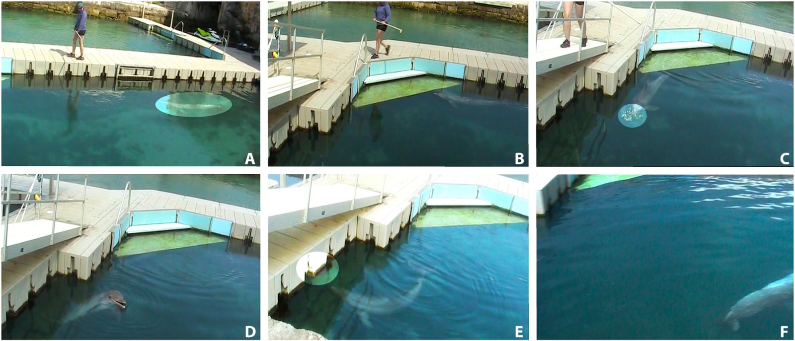 《科学进展》杂志:新研究表明海豚通过品尝尿液来识别同伴的身份