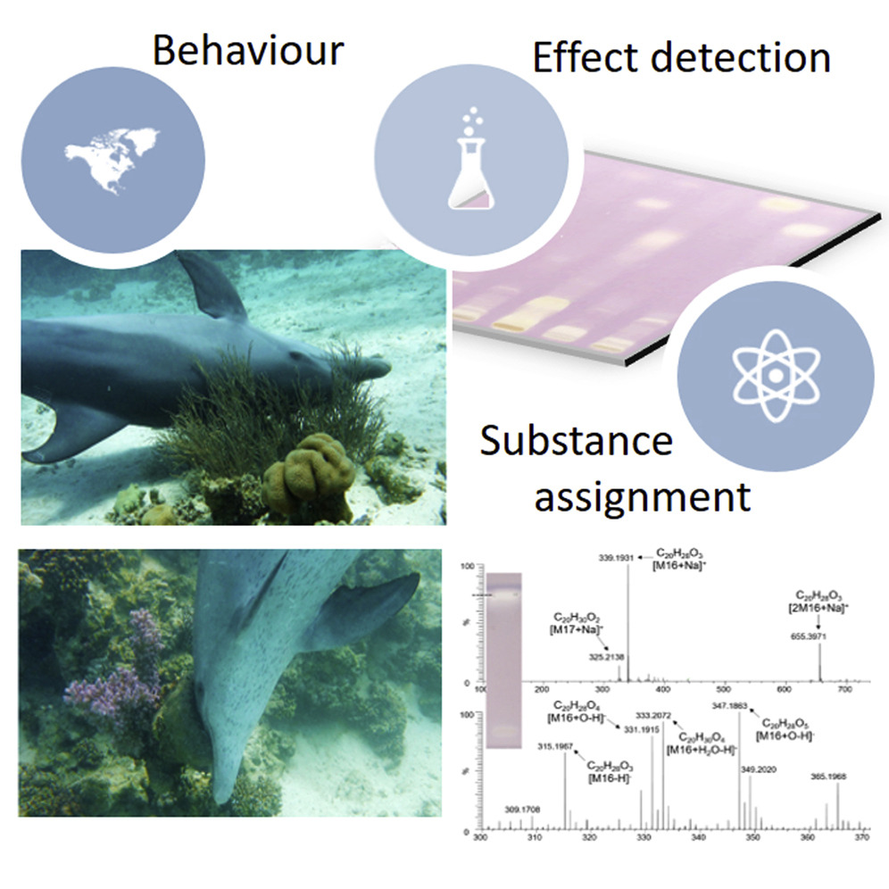 ӡ��-̫ƽ����Ǻ������ɺ������Ħ����������Ƥ����