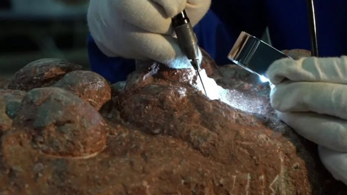 神秘的恐龙蛋修复工场揭秘