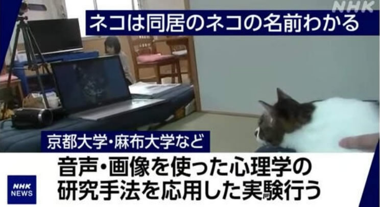 研究实验证明猫如果生活在同一家庭中 会互相知道对方名字