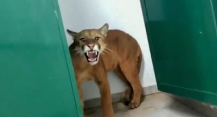 ����9����ͯ��ѧУ�ϲ������ž�Ȼײ��һͷ��������ʨ���ڶ���������