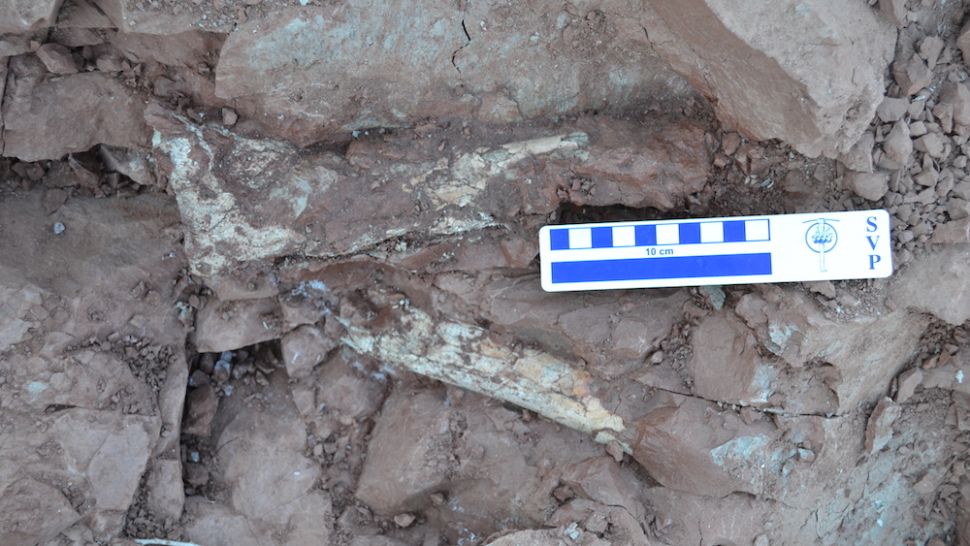 阿根廷安第斯山脉发现“死亡之龙”:像校车一样大的翼龙Thanatosdrakon amaru