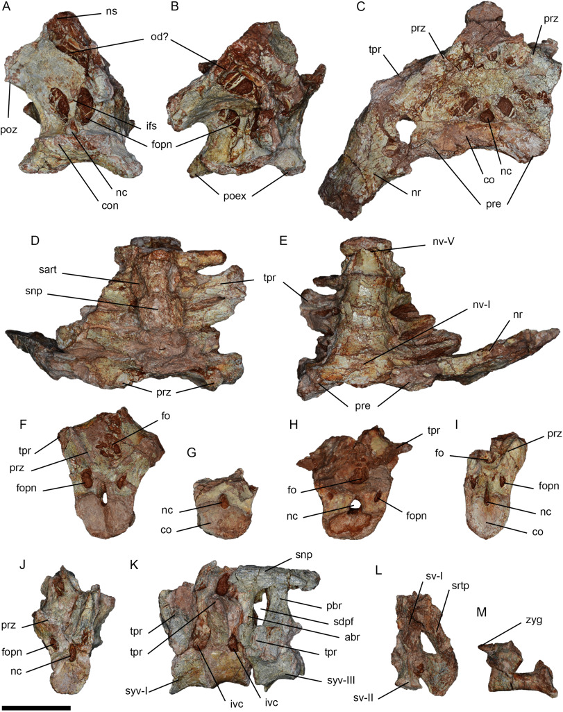 阿根廷安第斯山脉发现“死亡之龙”:像校车一样大的翼龙Thanatosdrakon amaru
