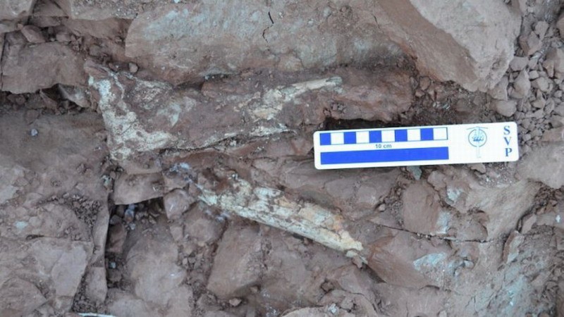 阿根廷出土8600万年前“死亡之龙” 或为南美洲最大翼龙