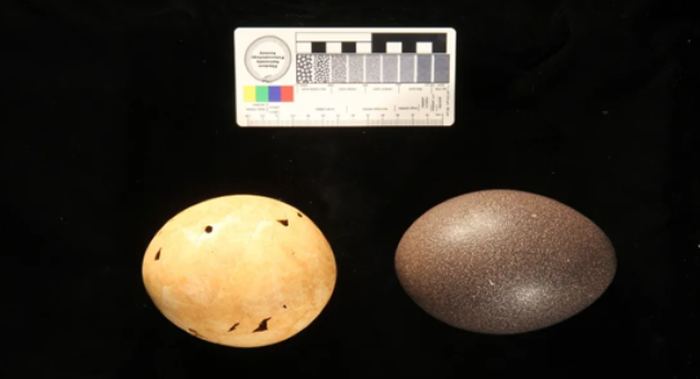 《PNAS》杂志:澳大利亚史前巨蛋属于“末日魔鸭”