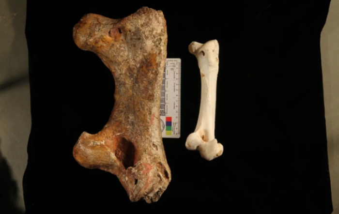 《PNAS》杂志:澳大利亚史前巨蛋属于“末日魔鸭”