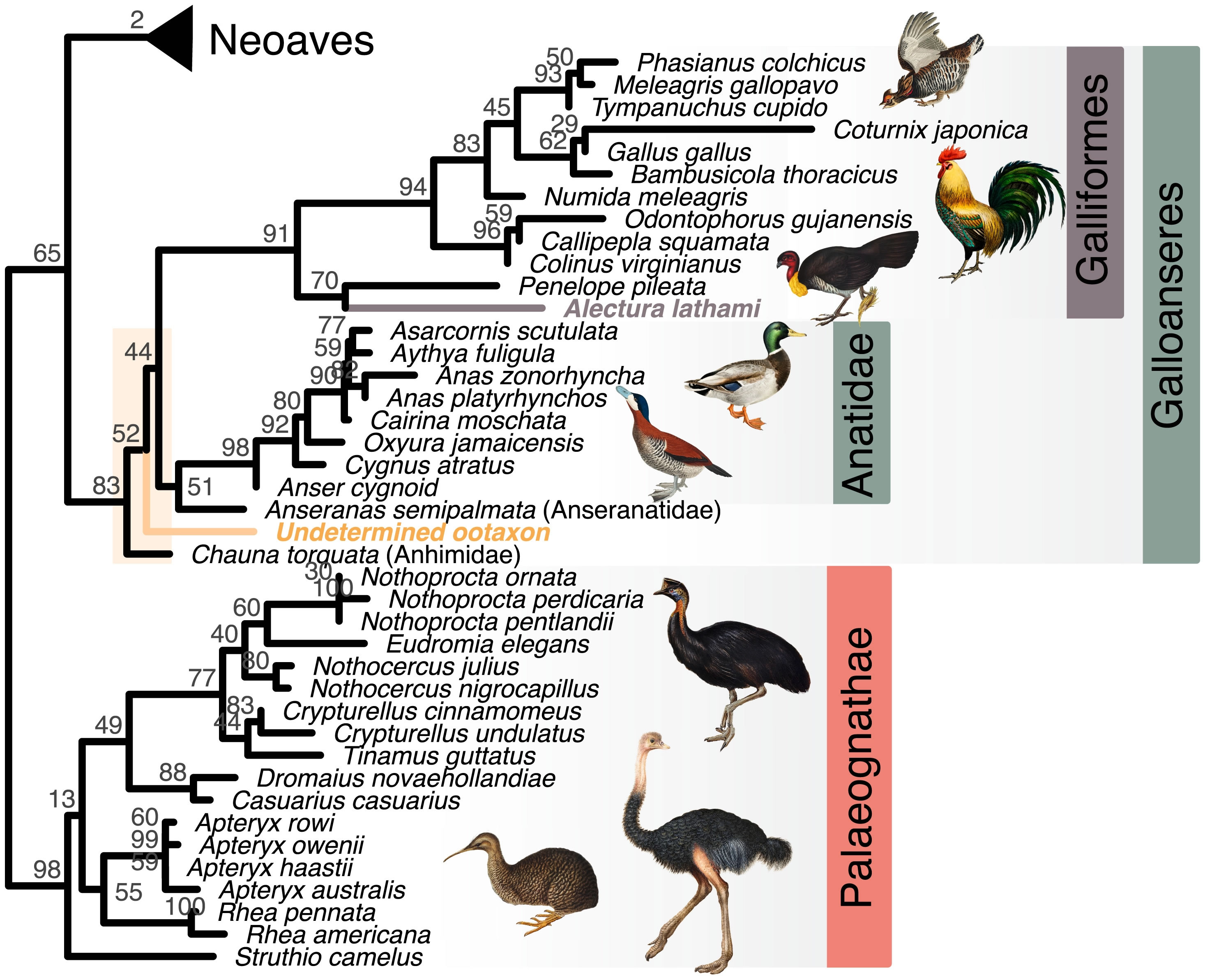 《PNAS》杂志:澳大利亚史前巨蛋属于“末日魔鸭”