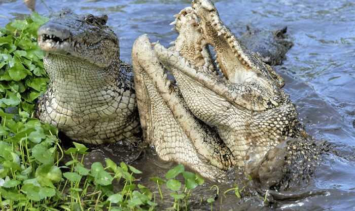印度奥里萨邦女子在自家后院突然消失 村民在附近找到巨大鳄鱼嘴中还叼着一半身体