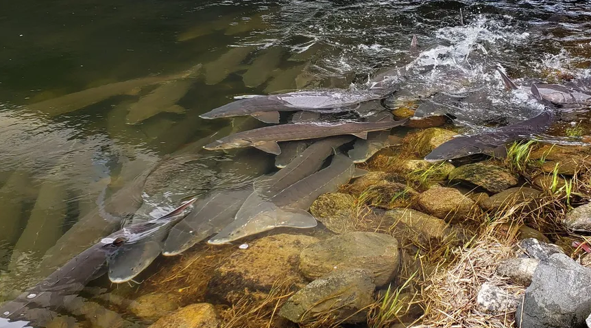 ���������մ��ݺ������һ�ٶ������״���֤���������