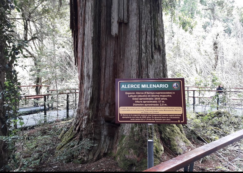 智利阿莱尔塞科斯特罗国家公园一棵智利柏可能是地球上最古老的树木 年龄约5484岁