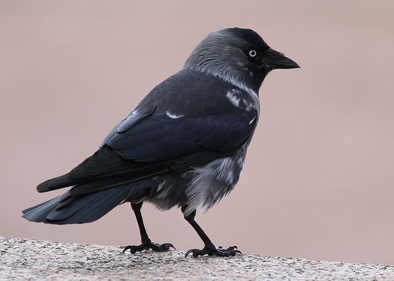 �о����ֺ�ѻ��Ⱥ��ͶƱ��ʽ��������Ǩ��ʱ�� �ǳ�����