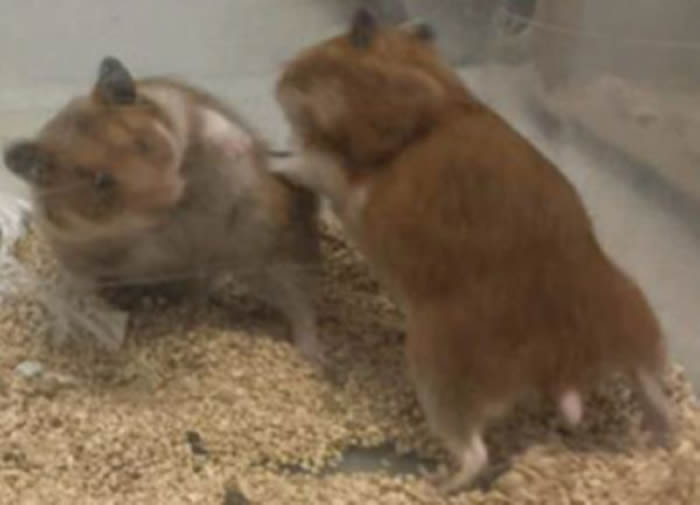 ����������������ѧGSU��ѧ�һ���༭ʵ�����������ײв���